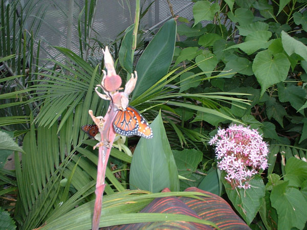 Some butterflies were visiting the conservatory.jpg 103.6K